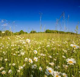 Naklejka krajobraz natura kwiat słońce lato