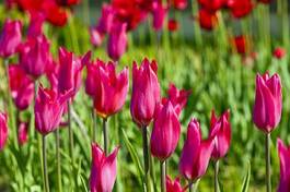 Naklejka pole kwiat tulipan