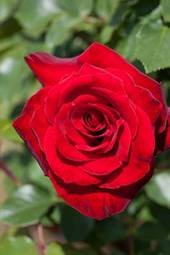 Naklejka ogród kwiat rose czerwony płatki