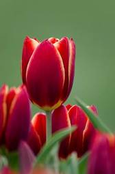 Fototapeta tulipan holandia lato kwiat łąka
