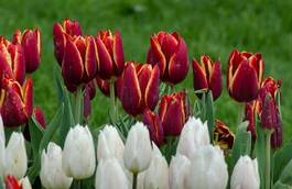 Plakat tulipan lato natura kwiat łąka