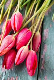 Naklejka natura stary świeży tulipan