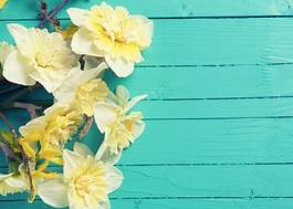 Fototapeta fresh  spring yellow narcissus  flowers
