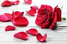 Fototapeta miłość kwiat rose czerwony