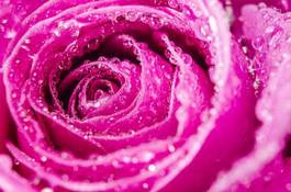 Fotoroleta roślina kwiat rosa świeży