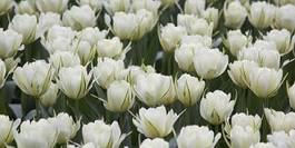 Naklejka obraz tulipan ogród lato łąka