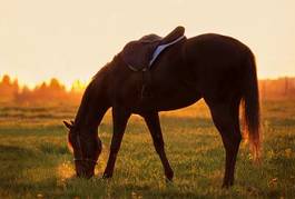 Fotoroleta natura koń siodełko wieczór pomarańczowy