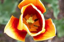 Fotoroleta kwiat kościół tulipan woda