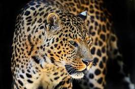 Fotoroleta natura afryka zwierzę