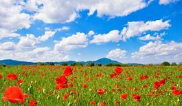 Fototapeta panorama mak natura niebo kwiat