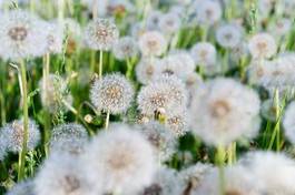Fototapeta łąka piękny pyłek słońce roślina