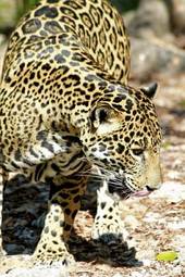 Plakat jaguar zwierzę natura ssak