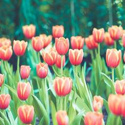 Naklejka piękny tulipan pole vintage kwiat