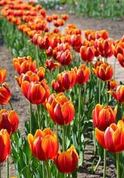 Fotoroleta natura świeży roślina tulipan łąka
