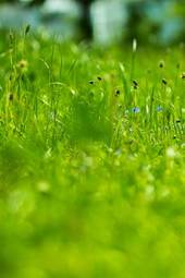 Obraz na płótnie lato łąka pole