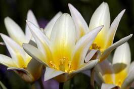 Plakat natura pąk tulipan ogród