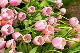 Naklejka pąk kwiat tulipan