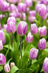 Naklejka pąk tulipan kwiat ogród