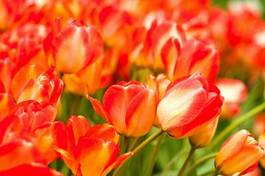 Plakat kwiat tulipan park natura