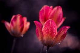 Obraz na płótnie pąk kwiat natura tulipan woda