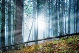 Fotoroleta las jesień pejzaż