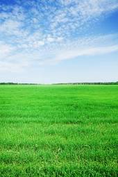 Obraz na płótnie pole piękny rolnictwo wieś pastwisko