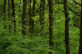 Obraz na płótnie zdrowy anglia drzewa las