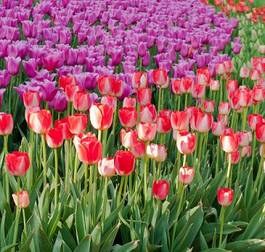 Naklejka ogród tulipan lato kwiat