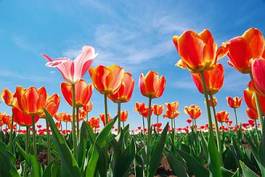 Fototapeta tulipan pole natura wiejski park
