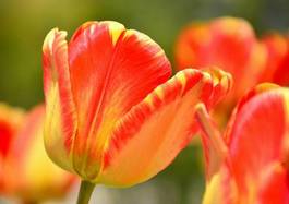 Naklejka tulipan roślina natura