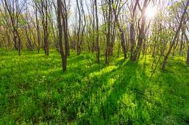 Naklejka trawa las piękny