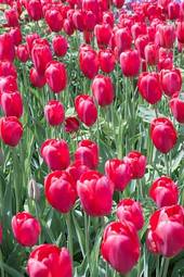 Naklejka tulipan świeży pole roślina kwiat