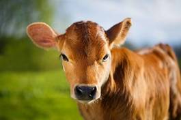 Obraz na płótnie krowa trawa cielę byk pole