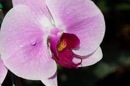 Fotoroleta świeży roślina kwiat