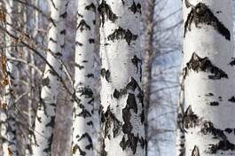 Naklejka natura drzewa brzoza las zbliżenie