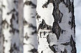 Naklejka las brzoza natura drzewa brzoza brodawkowata