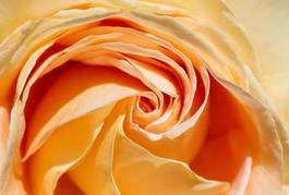 Naklejka natura kwiat pąk rose