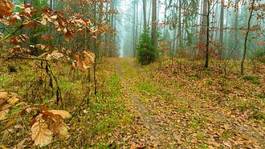 Fotoroleta natura pejzaż jesień ścieżka park