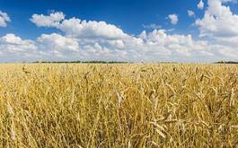 Naklejka wheat field