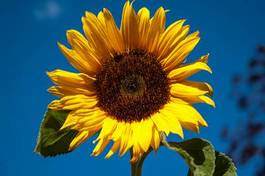 Fotoroleta niebo kwiat słonecznik żółty niebieski