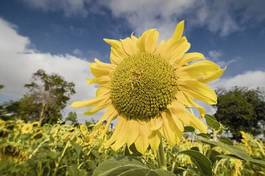Obraz na płótnie a sunflower in the daylight