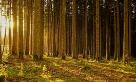 Naklejka las słońce natura roślinność drzewa