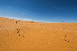 Naklejka wydma pustynia natura roślina