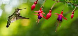 Plakat panoramiczny ptak koliber kwiat