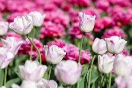 Fotoroleta tulip field