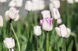 Obraz na płótnie kwiat piękny tulipan park natura