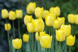 Naklejka kwiat park ogród tulipan pole