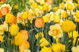 Fototapeta kwiat tulipan natura park