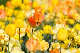 Fotoroleta kwiat natura park tulipan