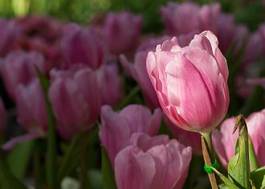 Naklejka pole tulipan bukiet kwiat świeży